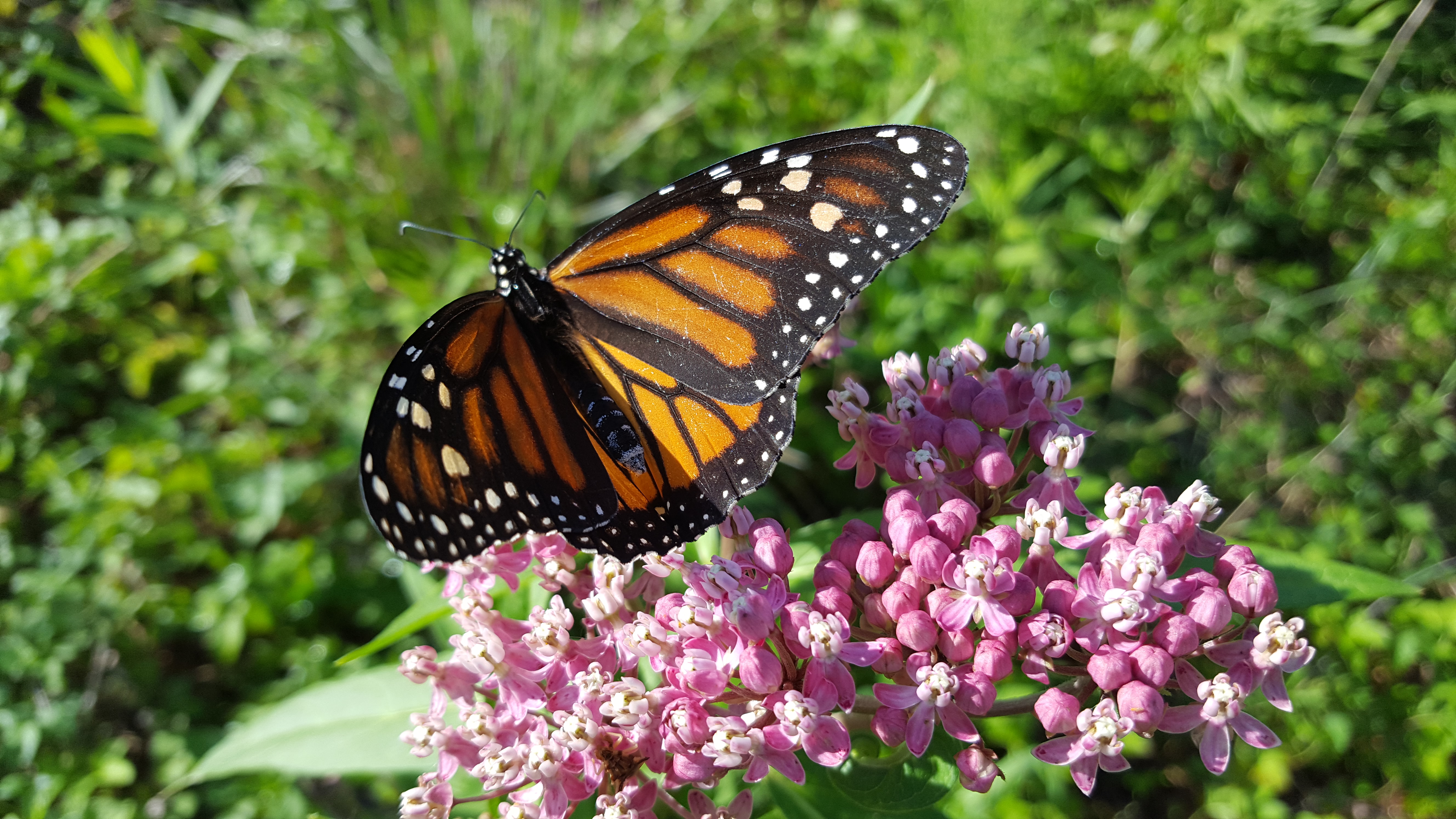 Monarch butterfly